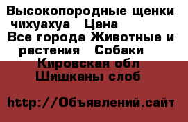 Высокопородные щенки чихуахуа › Цена ­ 25 000 - Все города Животные и растения » Собаки   . Кировская обл.,Шишканы слоб.